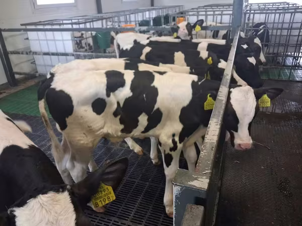 雄牛, Russian Black pied cattle