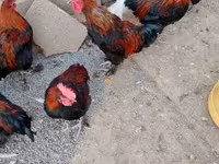 marans — foto 4