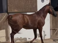 Kůň, Karabakh horse — foto 2