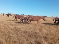 Égua, Horse breed — foto 2