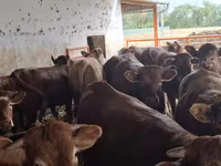 Toro, Simmental cattle — foto 7