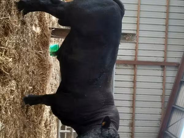 Taureau, Aberdeen-Angus — France