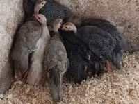 Guinea fowl — foto 1