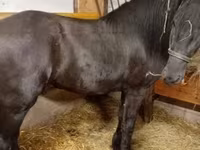 Hengst, Friesian — Foto 1
