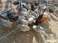gallina danesa — foto 3