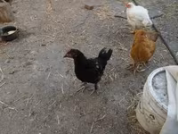 Chickens — Foto 1