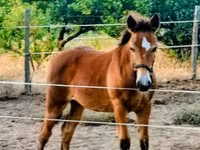 Yegua, Haflinger — foto 4