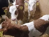 Bovins (lot, sexe non indiqué), Simmental cattle — photo 4