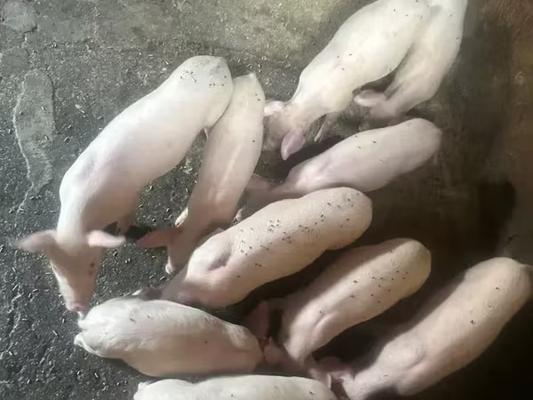 मादा सूअर, Датский ландрас