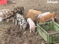 Boar, Pigs — photo 1