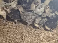 أوسترالورب — الصورة 2