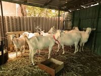 बकरा, Saanen goat — फ़ोटो 2