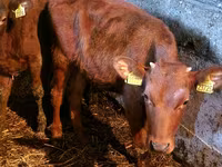 Buğa, Simmental cattle — foto 3
