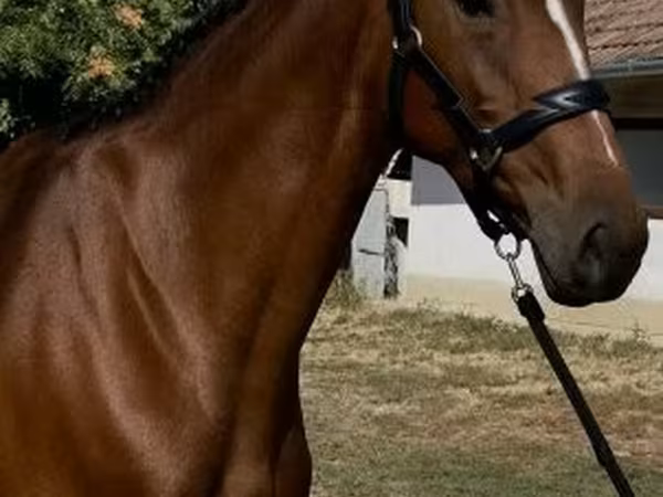 घोड़ी, Hanoverian