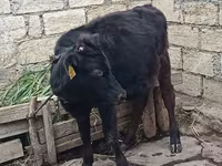 Vaca, Aberdeen-Angus — foto 1