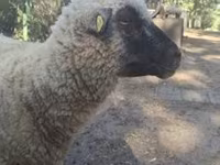 Beran, Shroshire sheep — foto 6