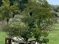 Koza, Dutch Landrace goats — zdjęcie 1