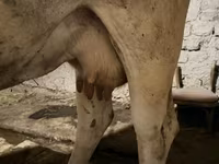 Vache, Ukrainian Brown Dairy Cattle — photo 5