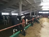 Vache, Race Holstein — photo 2