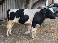 Buğa, Russian Black pied cattle — foto 5