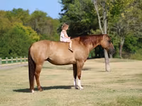 فرس, Quarter Horse — الصورة 3