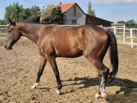 Cheval, Chevaux — photo 2