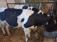 雌牛, Russian Black pied cattle — 写真 3
