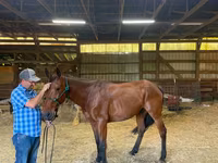 Cheval, Standardbred — photo 3