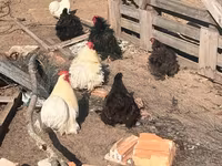 Bantam de Pequim — foto 2