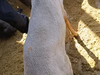 كبش, Kyrgyz Mountain merino sheep — الصورة 6