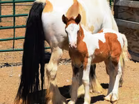 Stute, Gypsy horse — Foto 5