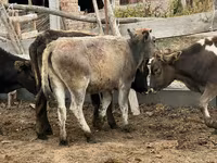 Krowa, Aberdeńsko-anguska — zdjęcie 3