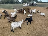 बकरी, Dutch Landrace goats — फ़ोटो 3
