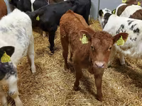 Taureau, Simmental cattle — photo 3