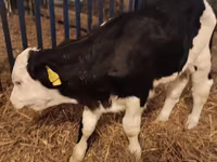 公牛, Simmental cattle — 照片 4