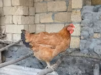 Chickens — फ़ोटो 2