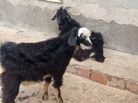 Goats (batch, sex not specified), Angora goats — photo 2