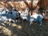 公羊, Merino sheep — 照片 8