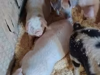 Boar, Pigs — photo 3