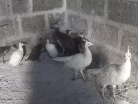 白色 — 照片 1