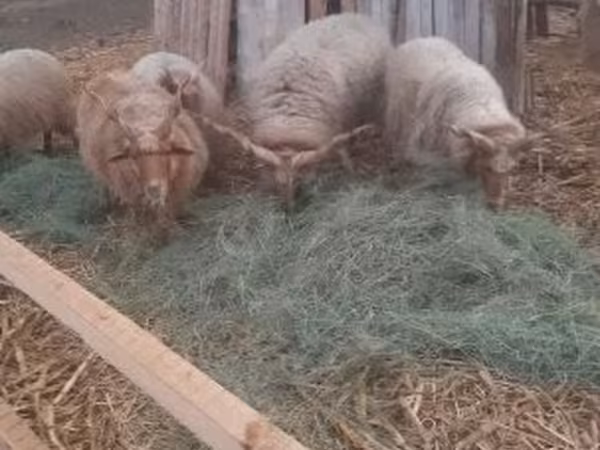 公羊, Racka sheep