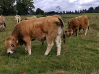 Toro, Aubrac cattle — foto 3