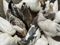 American Pekin — photo 5