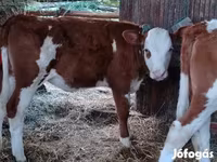 सांड, लिमोज़िन गाय — फ़ोटो 1