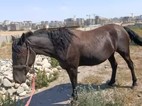 Jument, Skyros Pony — photo 1