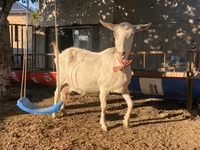 Cabra, Saanen goat — foto 4