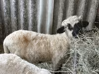 公羊, Valais Blacknose sheep — 照片 2