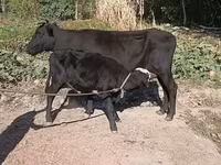 गाय, मवेशी — फ़ोटो 3