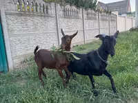 Billy Goat, Murcia-Granada goats — photo 4