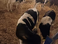 सांड, Russian Black pied cattle — फ़ोटो 4